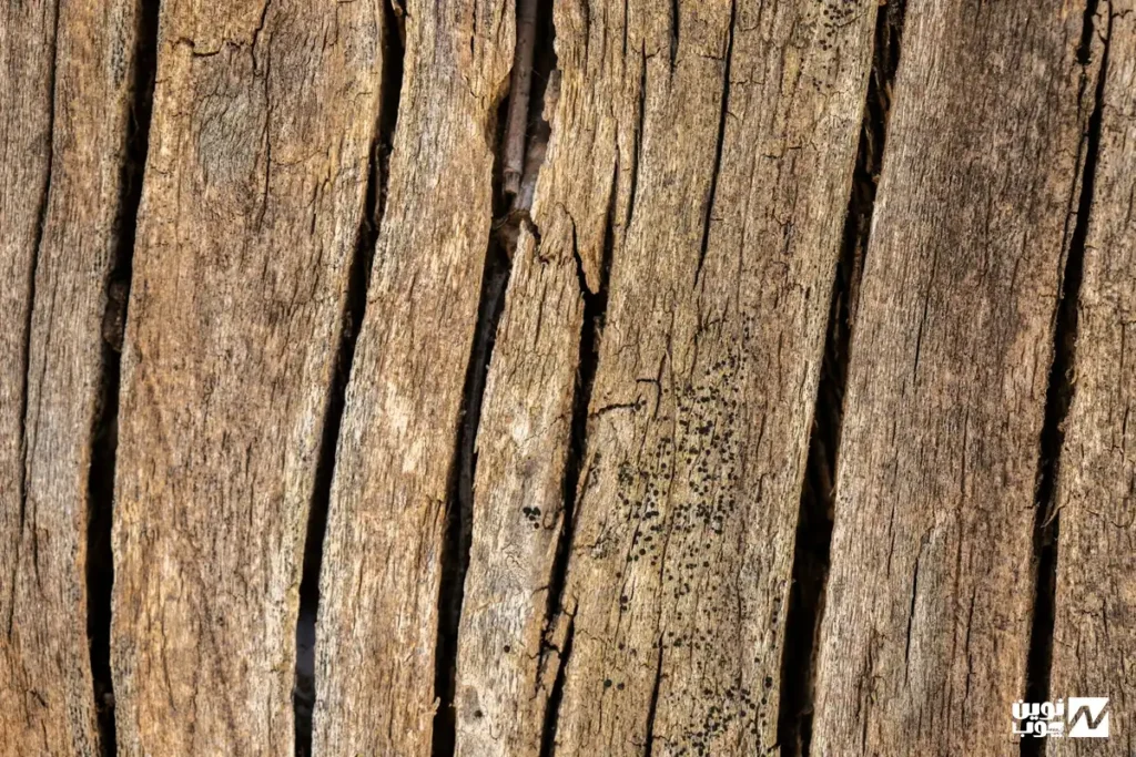 چوب درخت صنوبر