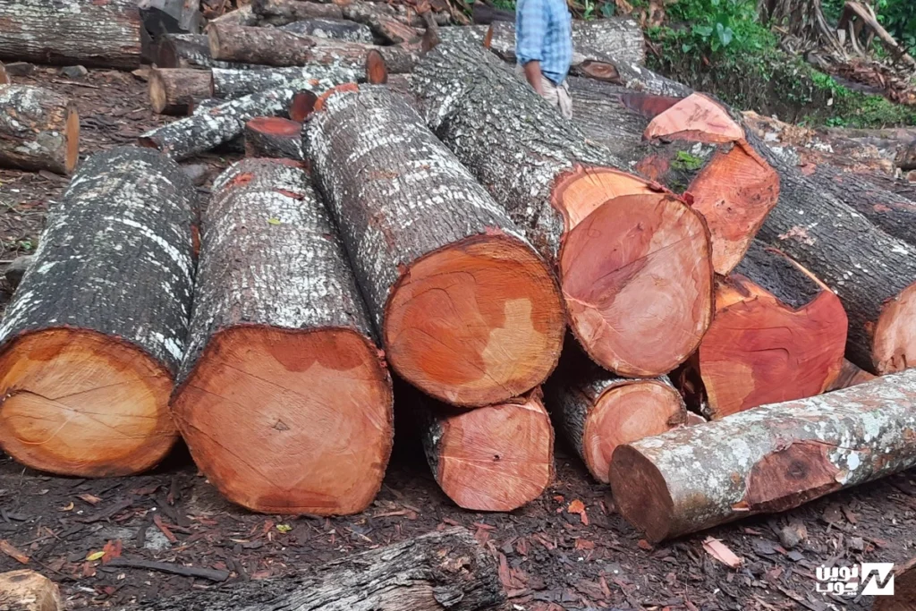 چوب ماهاگونی